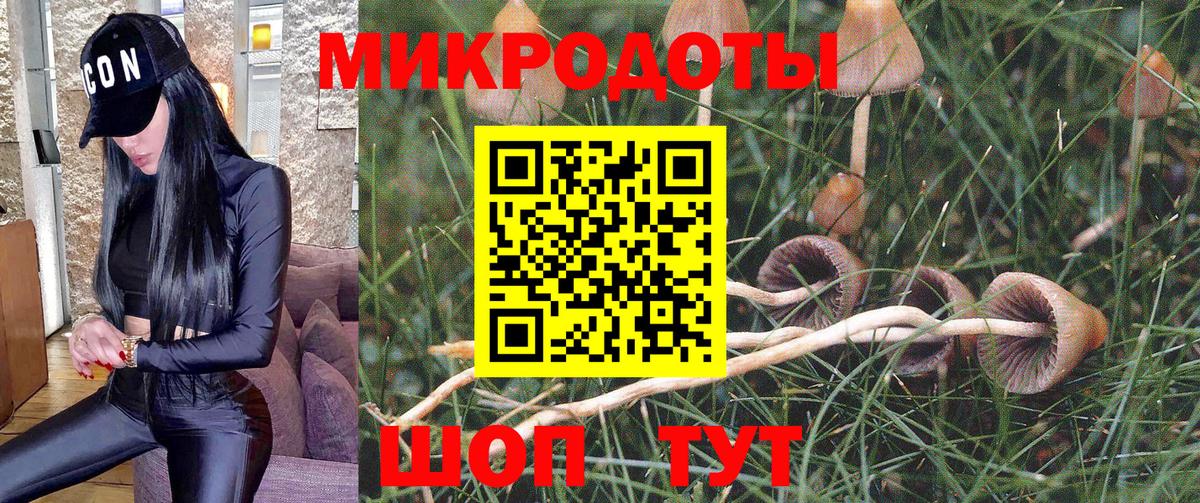Псилоцибиновые грибы Psilocybe Буйнакск