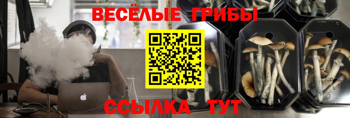 Псилоцибиновые грибы мицелий  Вход с VPN  Галлюциногенные грибы мицелий  Буйнакск 